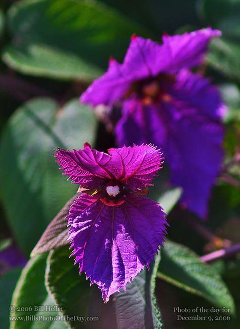 costa rican butterfly vine Butterfly Vine, Campsis Radicans, Interesting Plants, Costa Rican, Gorgeous Flowers, Plant List, Garden Trellis, Growing Flowers, Amazing Flowers