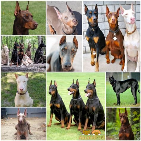 ¿Cuántos Tipos de Doberman Existen? Imágenes + Colores de la Raza Doberman Pinscher, Doberman, Dog Days, Dogs, Animals, Quick Saves, Color