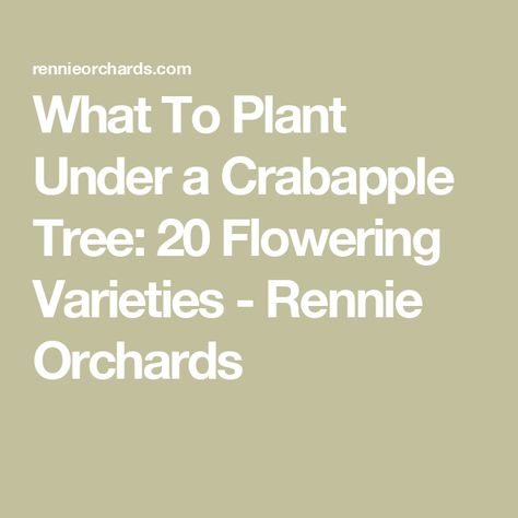 What To Plant Under a Crabapple Tree: 20 Flowering Varieties - Rennie Orchards Crab Apple Tree Landscape, Flowering Crabapple Tree, Flower Crab, Crab Apple Tree, Flowering Crabapple, Coral Bells Heuchera, Virginia Bluebells, Flower Garden Plans, Shade Loving Perennials