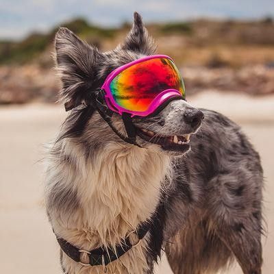 Check out the 'Rex Specs' goggles for dogs on this Border Collie! Raw Drawing, Rex Specs, Swag Dog, Viper Sunglasses, Pit Viper Sunglasses, Pit Vipers, Puppy Checklist, Dog Goggles, Dogs Aesthetic