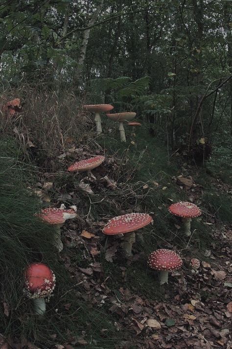 Mushroom Pics Aesthetic, Mushroom Fairy Aesthetic Wallpaper, Nature Aesthetic Phone Theme, Mushroom Asethic, Braelyn Core Aesthetic, Haydencore Aesthetic, Fae Core Aesthetic, Nancycore Aesthetic, Harpercore Aesthetic