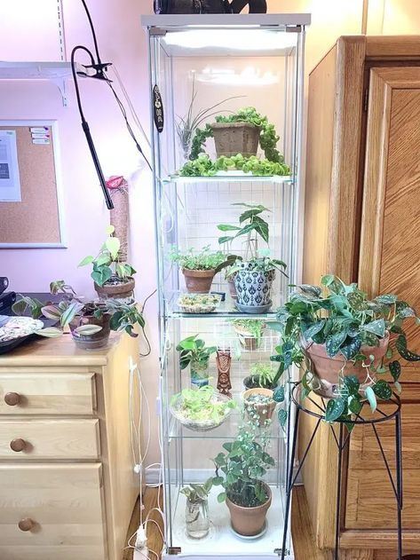 Ikea Greenhouse Cabinet: An Easy How-To - Sprouts and Stems Glass Cabinet Plant Display, Ikea Detolf Greenhouse, Baggebo Greenhouse, Detolf Greenhouse, Greenhouse Ikea, Indoor Greenhouse Ideas, Diy Indoor Greenhouse, Plant Conservatory, Gardening Notebook