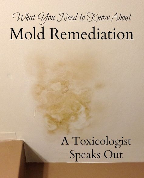 Does mold remediation work? A leading toxicologist encourages consumers to be cautious. Moldy House, Best Mold Remover, Mold Poisoning, Diy Mold Remover, Mold Toxicity, Kill Mold, Mold Illness, Mold Prevention, Mold Exposure