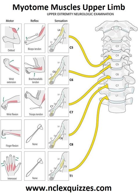 Myotome Muscles Upper Limb Neurological Examination - StudyPK Upper Limb Muscles Anatomy, Neurological Examination, Nerve Anatomy, Physical Therapy School, Physical Therapy Student, Survival Videos, Physical Examination, Physical Therapy Assistant, Massage Therapy Techniques