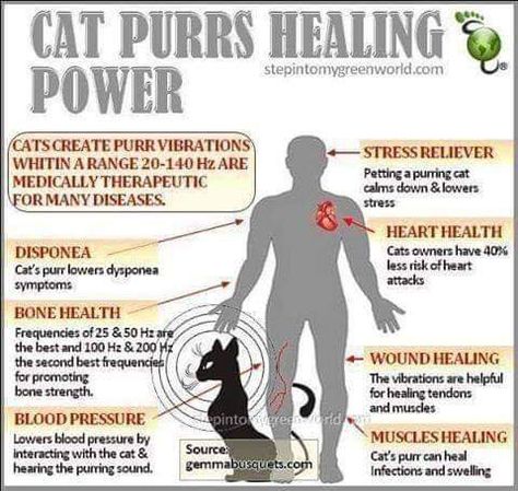 Cat Knowledge, Cat Physiology, Cats Purr Healing, Cat Purr Healing, Purring Cat, Albert Schweitzer, Info Board, Cat Behaviours Explained, Cat Purr