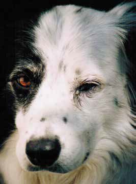 Dog Eye Discharge | Dog Eye Infection Injury Fake Story, Injury Drawing Reference, Eye Infection In Dogs, Injury Aesthetic, Crusty Eyes, Injury Reference, Injury Makeup, Dogs Eyes, Eye Injury