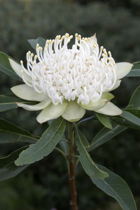 White Waratah, Australian Native Garden, Australian Wildflowers, Australian Flowers, Australian Native Flowers, Australian Plants, Australian Garden, Australian Native Plants, Shady Lady