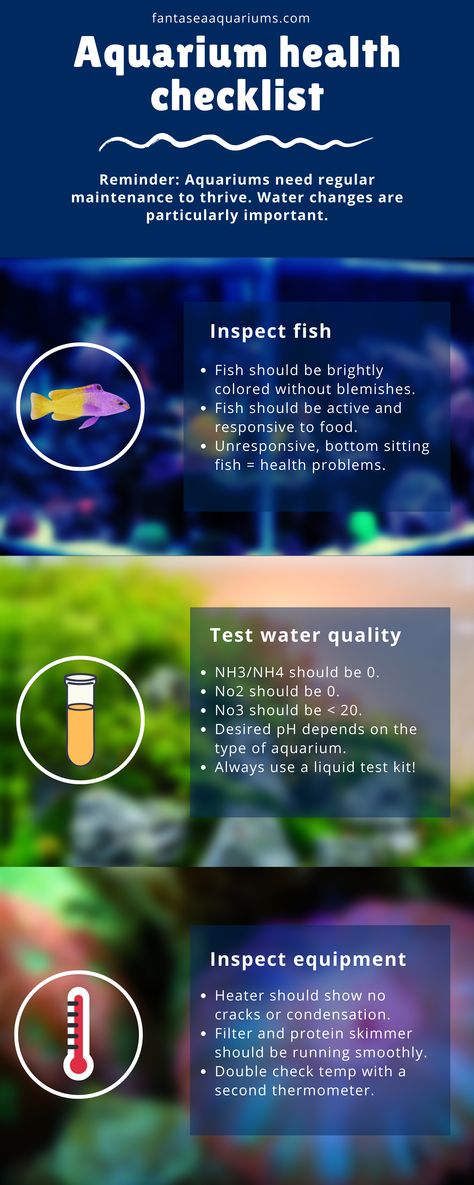 The Essential Aquarium Health Checklist! 🌿 Ensure your underwater kingdom flourishes with our expert care tips. Say hello to bright fins and pristine waters as you master the art of tank maintenance. Pin this guide and watch your aquatic haven thrive! #AquariumLife #HealthyHabitat #FishFanatics Health Checklist, Fish Facts, Underwater Kingdom, Fish Healthy, Aquarium Maintenance, Pet Paradise, Cleaning Guide, Marine Aquarium, Aquarium Design