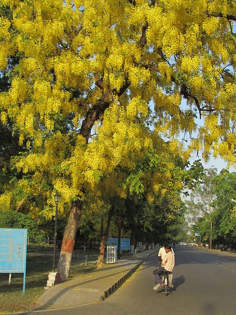 Amaltas or Laburnum | Flickr - Photo Sharing! Amaltas Tree, Wishlist Plants, Iron Gate Design, Tree Photography, Home Landscaping, Iron Gate, Indian Gods, Gate Design, Beautiful Tree