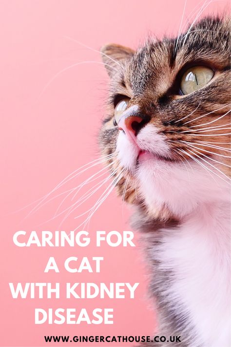 Sadly, Chronic Kidney Disease in cats is something which is very common in (older) cats. Finding out your cat has Kidney problems is upsetting but with the right circumstances and care you can still support them to live happily.  Click through to find out about supporting Chronic Kidney Disease in cats – What you need to know.   #cat #catcare #vetcare Cat Kidney Problems, Cat Kidney Diet, Pet Recipes, Cat Diseases, Cat Health Problems, Kidney Diet, Cat Body, Chronic Kidney, Older Cats