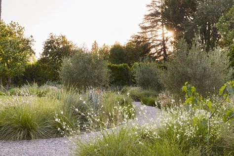 LEWIS RESIDENCE — GSLA Studio Lomandra Longifolia, Sesleria Autumnalis, Exterior Garden, Green Acres, Australian Plants, Amber Interiors, Home Landscaping, Landscape Architect, Hedges