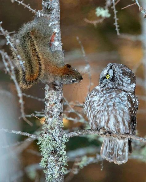 Boreal Owl, Owl Cat, Wild Animals Pictures, Owl Photos, Owl Pictures, Beautiful Owl, Owl Lovers, Owl Bird, Cute Owl