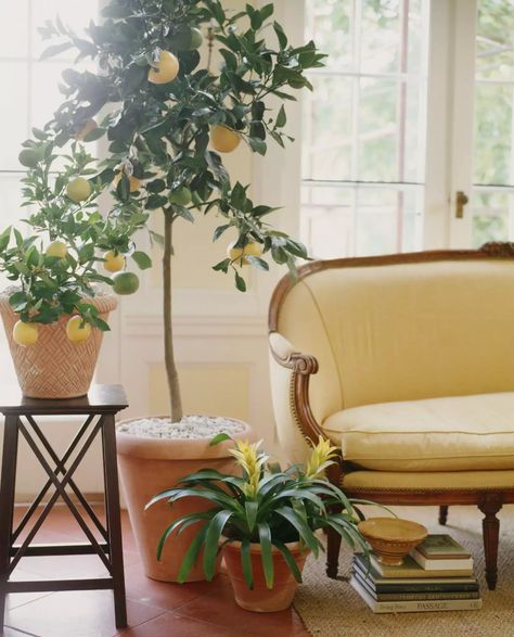 Citrus Tree Indoor, Indoor Lemon Tree, Best Indoor Trees, Growing Lemon Trees, Feng Shui Money, How To Grow Lemon, Citrus Plant, Indoor Trees, Best Indoor Plants