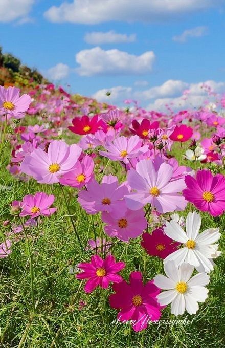 Cosmos Flower Field, Field Of Cosmos Flowers, Cosmos Flowers Garden, Cosmos Flowers, Wallpaper Nature Flowers, Flower Landscape, Beautiful Landscape Wallpaper, Flower Phone Wallpaper, Gardening Supplies