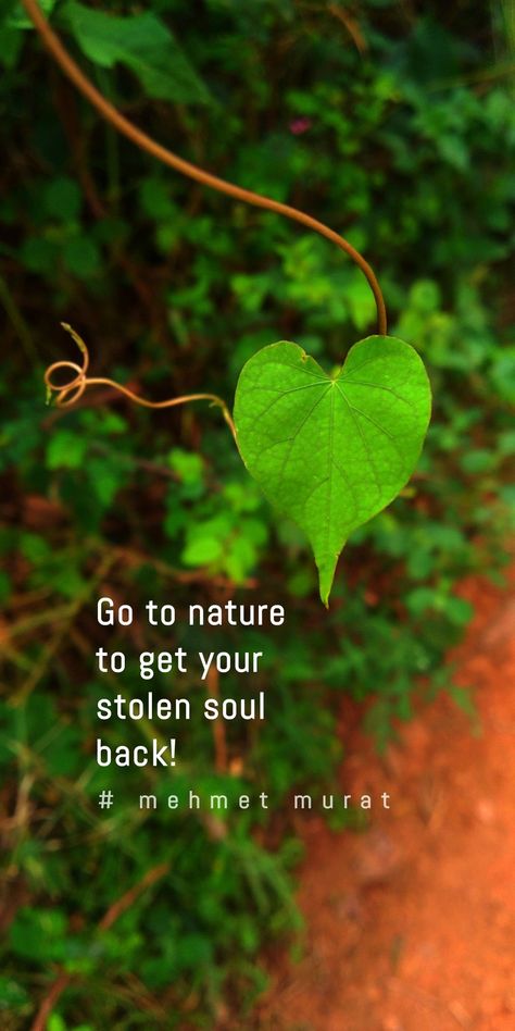 Natural Quotes Instagram, Nature Picture Captions, Natural Beauty Quotes Instagram, Leaf Quotes Nature, Leaf Captions For Instagram, Nature Lover Quotes Feelings, Beautiful Weather Quotes, Morning Nature Quotes, Flower Lover Quotes