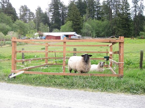 Sheep Tractor, Goat Tractor, Sheep Fence, Sheep Shelter, Sheep Pen, Sheep House, Goat Pen, Boer Goats, Horse Barn Designs