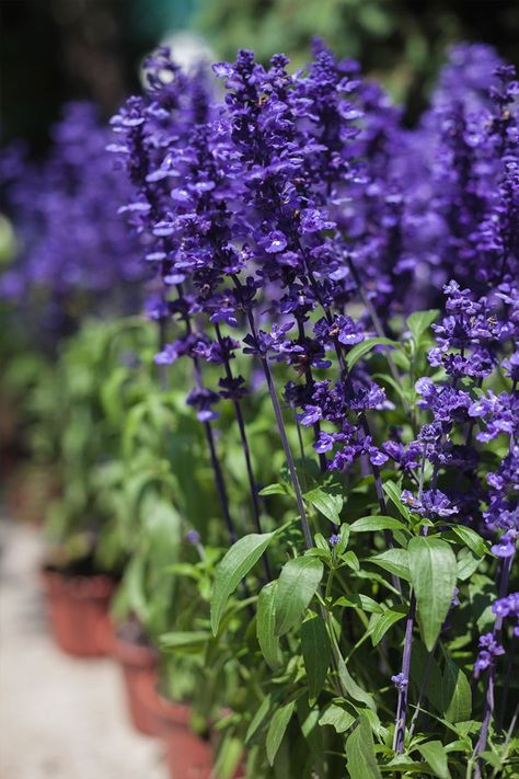 What to plant in December Australia | Better Homes and Gardens Salvia Garden, Salvia Plant, Garden Australia, Growing Lilies, Heat Tolerant Plants, Farm Flowers, Shade Loving Perennials, Hosta Plants, Tiny White Flowers