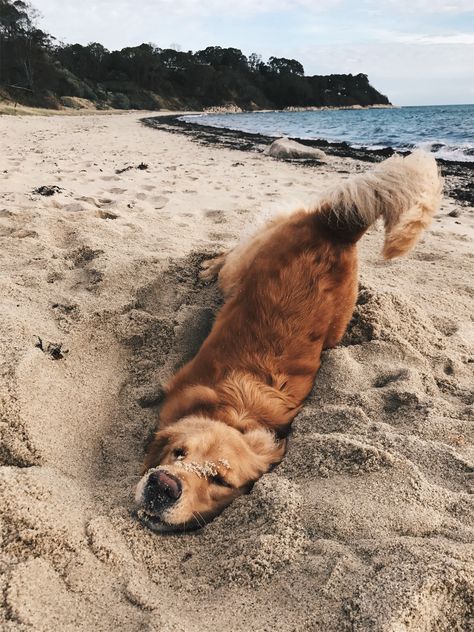 VSCO - erinsandersxo Regnul Animal, Cele Mai Drăguțe Animale, Golden Retriever Mix, Psy I Szczenięta, 골든 리트리버, Dog Help, Cute Animal Photos, Golden Retrievers, Siberian Husky