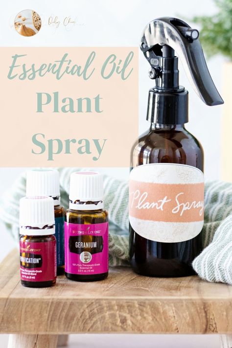 Need Oil Plant Spray, Essential Oil Plant Spray, Bug Spray For Plants, Purification Oil, Essential Oil Bug Spray, Plant Foliage, Purification Essential Oil, Indoor Plants Diy, Oil Therapy