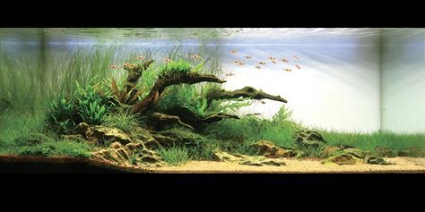 Amano aquascape 20 Long Aquascape, 75 Gallon Aquascape, 90p Aquascape, 20 Gallon Long Aquarium, 60p Aquascape, Amano Aquascape, Biotope Aquarium, Amazing Aquariums, Cool Fish Tanks