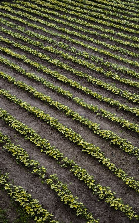 Farm, surat, india Farming Background, Uk Birds, Agriculture Pictures, Agriculture Photography, Bullet Bike, Country Photography, Farm Land, Urban Farmer, Urban Agriculture