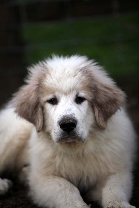 Great Pryness, Puppies Names, Great Pyrenees Puppies, House Animals, Pyrenees Puppies, Great Pyrenees Puppy, Pyrenean Mountain Dog, Great Pyrenees Dog, Puppy Names