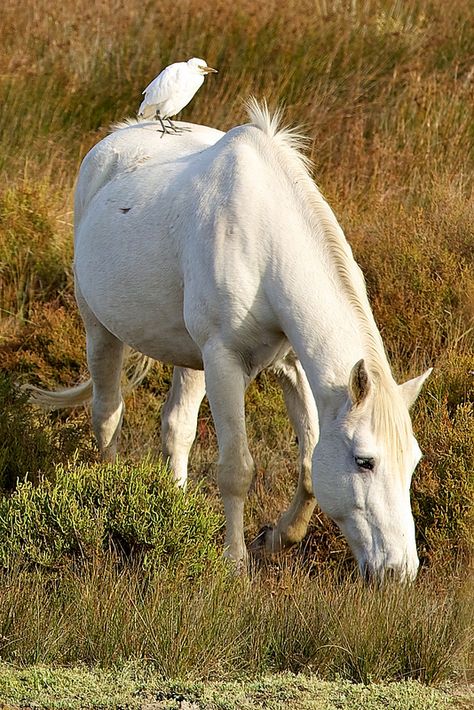 Camargue France, Camargue Horse, Types Of Horses, Wild Mustangs, Pony Club, Most Beautiful Horses, Animal Magic, All About Horses, White Horses