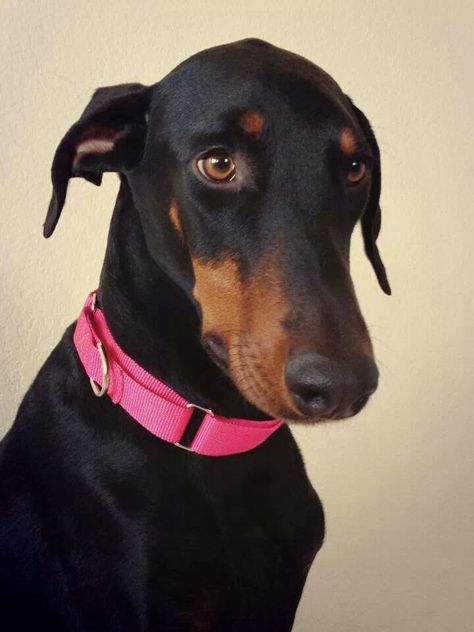 Doberman - I love the way they look when they don't have their ears cropped! Doberman Pinscher Natural Ears, Doberman Training, Doberman Pinscher Puppy, Akc Breeds, Doberman Love, Doberman Pinscher Dog, Doberman Puppy, Doberman Dogs, Puppies Funny