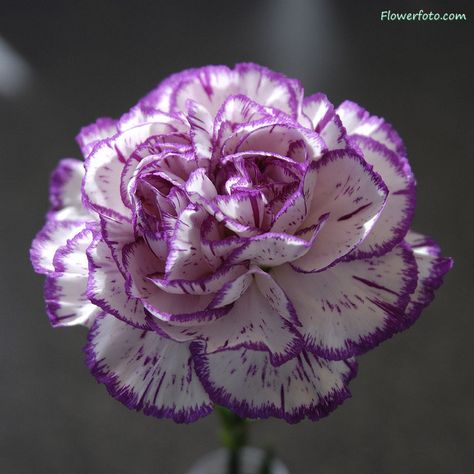 Purple Flowers Purple Carnations, January Birth Flowers, Bonsai Flower, Boquette Flowers, Amazing Gift Ideas, Flowers Purple, Carnation Flower, Birth Month Flowers, Gardening Tools