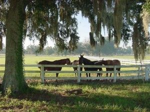 top 10 places to live in Florida Ocala (Horse Country) Ocala Florida, Horse Property, Florida Living, Old Florida, Best Places To Live, Camping World, Horse Farms, Sunshine State, Sarasota