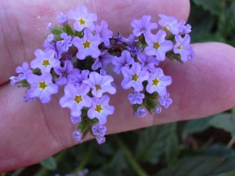 my flowers. heliotrope. eternal love Heliotrope Flower Drawing, Heliotrope Drawing, Heliotrope Tattoo, Heliotrope Flower, Plant Fungus, Gothic Garden, Memorial Garden, Tattoo Inspo, Body Mods