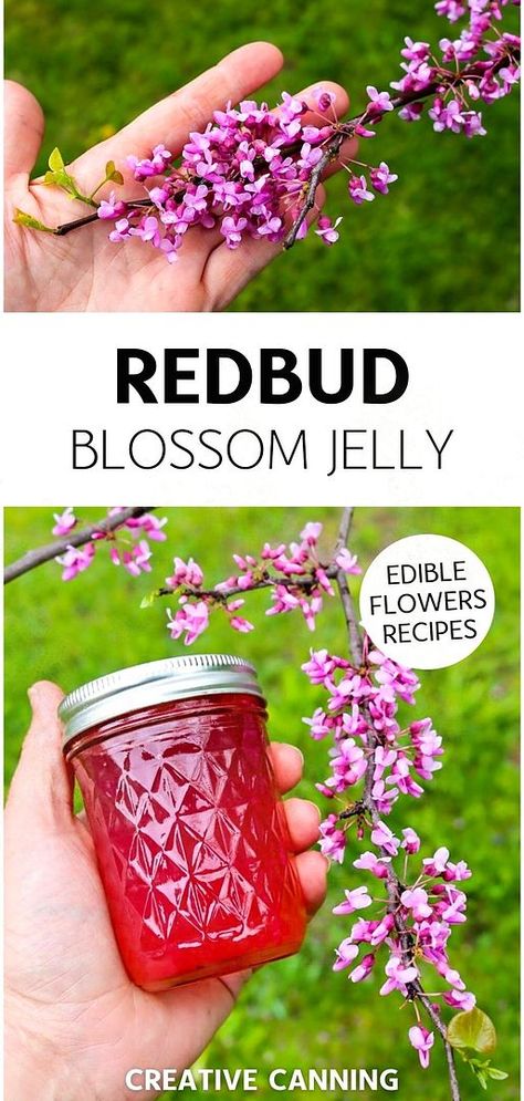 Explore the delightful taste of spring with our Redbud Blossom Jelly, a standout in edible flowers recipes. Learn how to make this fragrant, floral jelly, a tasty treat that makes the most of the delicate redbud flowers. Ideal for adding a touch of spring to your breakfast table. Find more herbal jelly recipes for canning and homemade jelly recipes at creativecanning.com. Canning Jelly Recipes, Herbal Jelly, Fruit Jelly Recipe, Floral Jelly, Flowers Recipes, Water Bath Canning Recipes, Flower Jelly, Edible Flowers Recipes, Home Canning Recipes