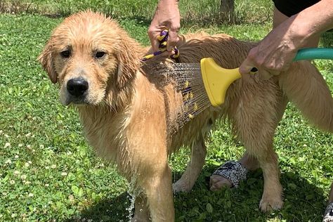 How To Groom Golden Retriever, How To Train A Golden Retriever Puppy, Potty Training Golden Retriever, How To Train Golden Retriever Puppies, Golden Retriever Puppy Training, Golden Retriever Training, Grooming Hacks, Golden Retriever Therapy Dog, Lucky Boy