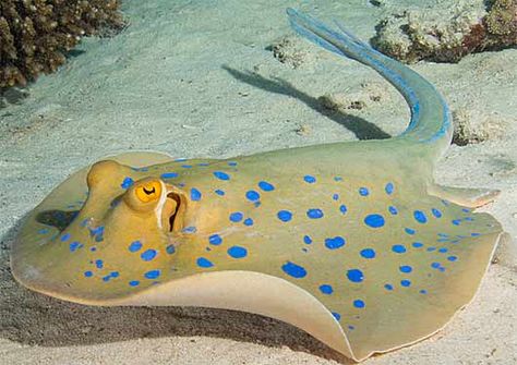 The blue-spotted fantail ray, also known as the blue-spotted ribbontail ray, is common in shallow waters of the tropical Indo-West Pacific from South Africa to the Solomon Islands, including the Red Sea. It can be found from to the inter-tidal zone to a depth of at least 65 ft (20 m). It lives around coral reefs, where it shelters under ledges and in caves at low tides, moving inshore to feed in shallow sandy areas when the tides rise. Bluespotted Stingray, Blue Spotted Stingray, Spotted Ray, Intertidal Zone, Coral Accessories, Stingray Fish, Fauna Marina, Animal Fun, Deep Sea Creatures