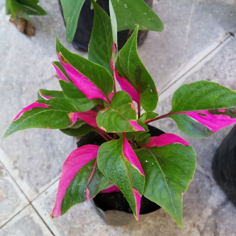 Indoor Foliage Plants, Weird Houseplants, Alternanthera Plant, Alternanthera Ficoidea, Pink Leaf Plant, Types Of Houseplants, Plant Goals, Pink Plant, Pink Leaves