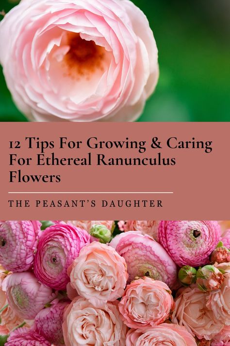 Discover the secrets to growing vibrant, beautiful ranunculus flowers with these 12 expert tips! From selecting healthy corms and soaking them before planting, to ensuring well-drained soil and proper watering, you'll learn everything you need to know. Find out how to support tall plants, fertilize for abundant blooms, and control pests and diseases. These tips will help you enjoy a stunning garden filled with colorful ranunculus. Renuculas Flower, Garden Techniques, Ranunculus Garden, Persian Buttercup, Cottage Landscape, Micro Farm, Ranunculus Flower, Flower Farming, Plant Tips