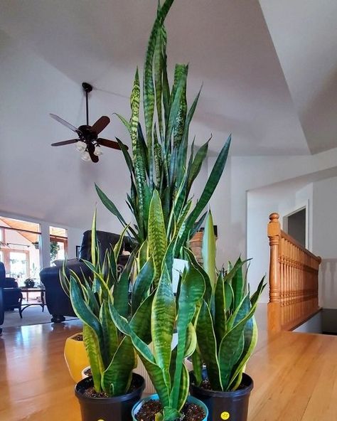 How to Grow Big and Tall Snake Plant | Balcony Garden Web Big Snake Plant, Large Snake Plant, Tall Snake Plant, Big Potted Plants Outdoors, Indoor Plant Hacks, Small Home Decorating, Tall House Plants Indoor, Indoor Planter, Tall Planter Ideas