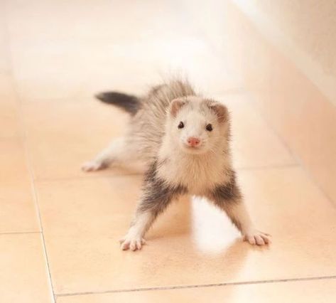 Ferret on Instagram: "This is adorable! 🎬 Via: Pinterest ( *Credit goes to the respective owner. DM for perfect Credit or remove it* ) ____________ ✔️ Tag your Friends and family who Love to see this❤️ 🛎 Turn Post Notification On * Follow our for more beautiful pictures! 👉Tap link in our bio to order Thank you ! 💟 - - #ferretofinstagram #ferrets #ferreto #Ferretti #ferrettigroup #ferretgram #ferreteriaindustrial #ferrettigelato #ferretnation #ferreter" Ferrets Care, Baby Ferrets, Funny Ferrets, Pet Ferret, Cute Ferrets, Silly Animals, Cute Animal Photos, Cute Creatures, Animal Photo