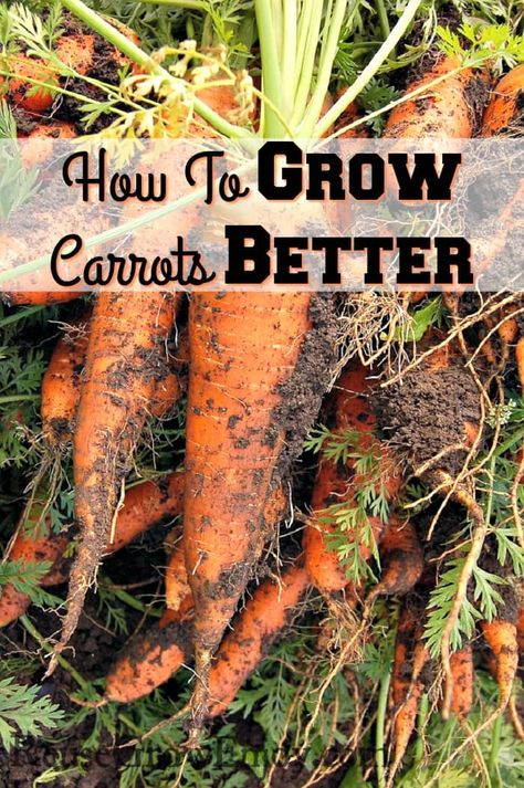 not to mention straight? The secret is in the soil! If you are wanting to grow some carrots of your own, check out my tips on how to grow carrots better Harvesting Carrots, Grow Carrots, Growing Carrots, Easy Vegetables To Grow, Daucus Carota, Organic Vegetable Garden, Garden Wallpaper, Farm Garden, Garden Veggies