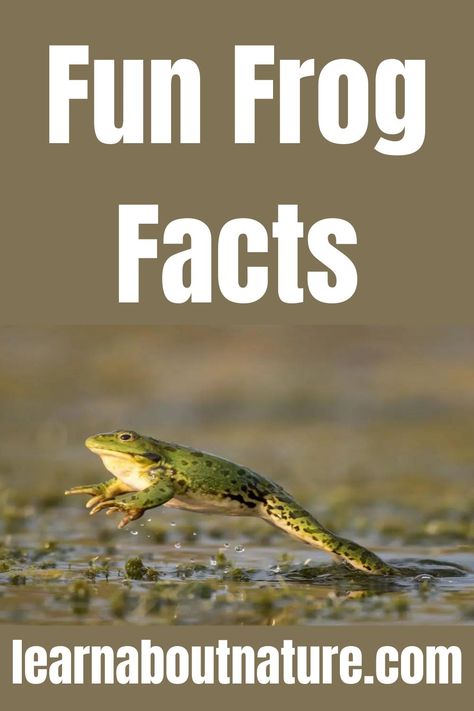 Fun Frog Facts Frog Facts, Frog Pictures, Aquatic Animals, About Nature, Ponds, Amphibians, Frogs, Fun Facts, Take A