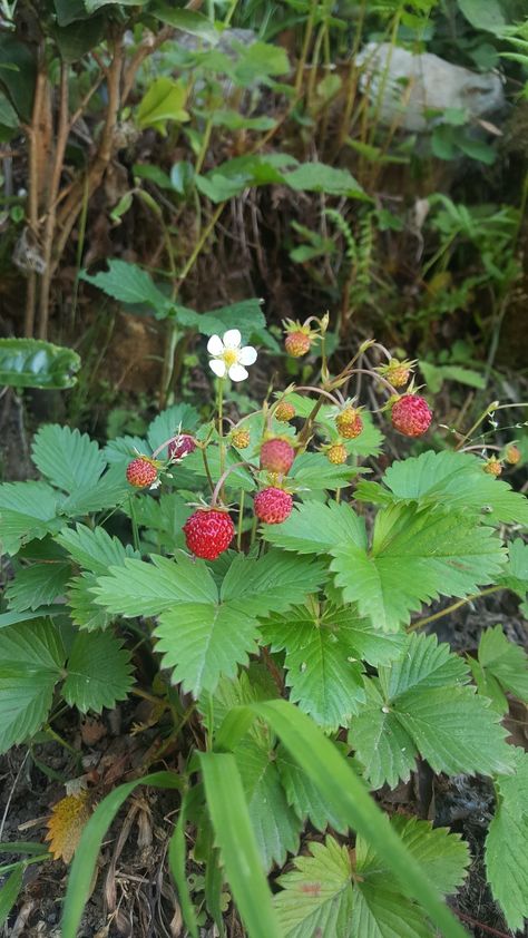 Rize Turkey, Blueberry Patch, Carnival Rides, Plant Drawing, Mushroom Art, Green Nature, Fruit And Veg, Fruits And Vegetables, Biology