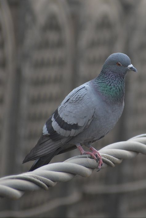 rock dove - least concern stock dove - least concern wood pigeon - least concern Eurasian collared dove - least concern Pet Pigeon, Aquarium Live Wallpaper, Cute Pigeon, Pigeon Pictures, Homing Pigeons, White Pigeon, Wood Pigeon, Dove Pigeon, Australia Animals