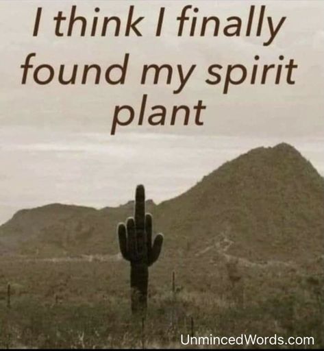 Plant Jokes, Gardening Memes, Cactus Photography, Plant Puns, Gardening Humor, Plants Quotes, The Patriot, My Spirit, Cartoon Memes