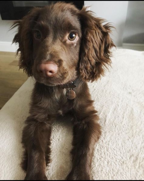 Chocolate Brown Cocker Spaniel, English Cocker Spaniel Brown, Cokers Spaniel, Brown Cocker Spaniel Puppy, Brown Spaniel, Brown Cocker Spaniel, Chocolate Cocker Spaniel, Brown Animals, Sprocker Spaniel