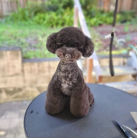 Toy Poodle Grooming, Asian Poodle Grooming, Asian Fusion Grooming, Miniature Poodle Haircuts, Asian Style Dog Grooming, Poodle Groom, Poodle Asian Fusion, Toy Poodle Asian Fusion, Asian Fusion Grooming Poodle