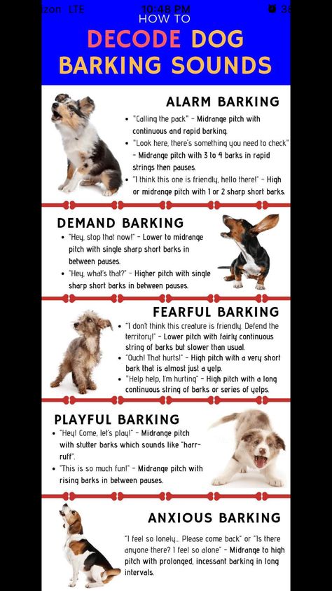 Heimlich Maneuver For Dogs, Dog Barking Sound, Interesting Infographics, Dog Body Language, Assistance Dog, Dog Ages, Best Dog Training, Dog Info, Dog Facts