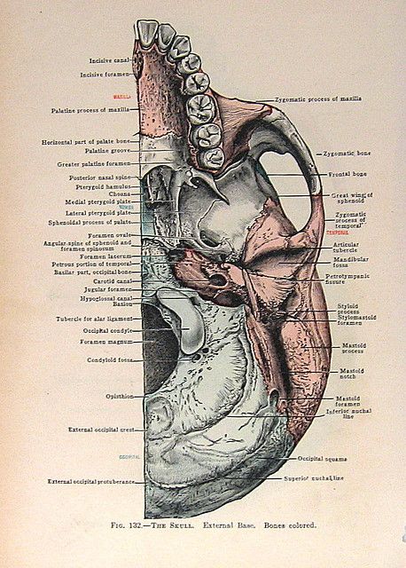 External Ear Anatomy, Pathology Aesthetic, Vintage Medical Art, Book Anatomy, Anatomy Aesthetic, Human Heart Anatomy, Ear Anatomy, Speech And Hearing, Skull Anatomy