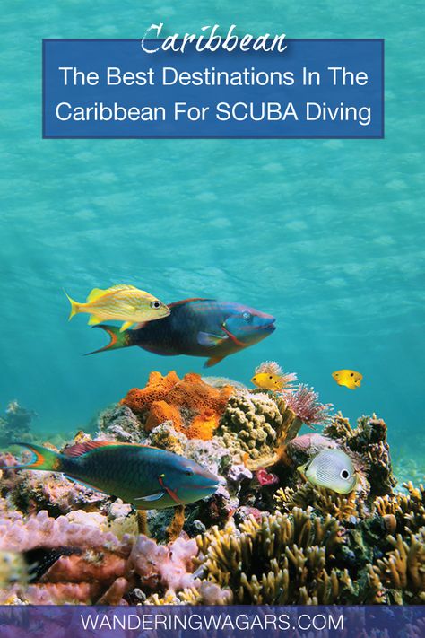 Travel The Caribbean - Are you searching for the best diving destinations in the Caribbean for a family SCUBA diving vacation? Dive Resort, Adventure Family, Best Scuba Diving, Maui Vacation, Central America Travel, Caribbean Vacations, Big Island Hawaii, Caribbean Travel, Koh Tao