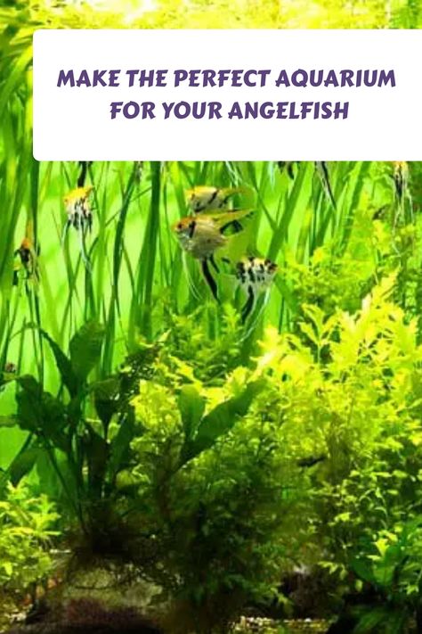 Angelfish are small fish that require a lot of care. One of the things you need to do to make sure your angelfish is happy is to provide it with the right environment. Read more to know how to make the perfect fish tank for your angelfish. #angelfish #freshwaterfish #aquariumfish Angelfish Tank Ideas, Angel Fish Aquarium, Angel Fish Tank Ideas, Angelfish Tank, Angelfish Aquarium, Angel Fish Tank, Fish For Beginners, Aquarium Set, Fresh Water Fish Tank