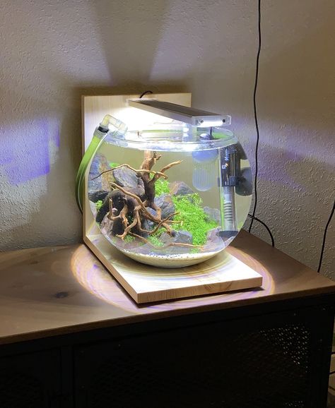 Fish Bowl Aquascape, Beta Fish Bowl Ideas, Bowl Aquascape, Aquascape Mini, Tiny Ecosystem, Making Aquarium, Fish Bowl Centerpiece Wedding, Aesthetic Fish Tank Ideas, Fish Bowl Ideas